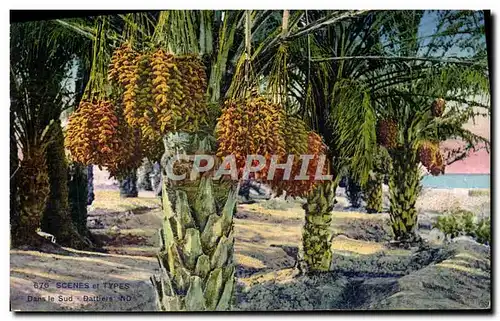 Cartes postales Scenes et Types Dans le Sud Dattiers