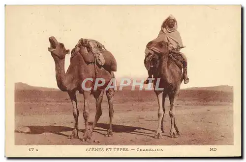 Ansichtskarte AK Scenes Et Types Chamelier Chameau
