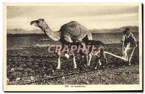 Cartes postales Le Laboureur Tunisie Ane Mule chameau