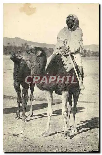 Cartes postales Chamelies Chameau