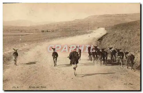 Cartes postales Etude Sur Route Anes Mules