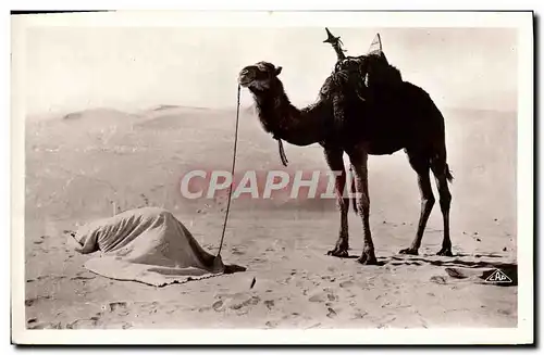 Cartes postales Scenes et Types La Priere au desert Chameau