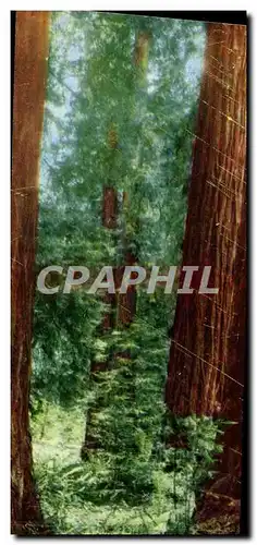 Cartes postales moderne Muir Woods National Monument Mill Valley California