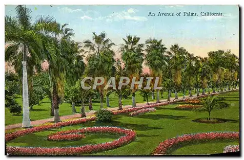 Cartes postales An Avenue Of Palm California