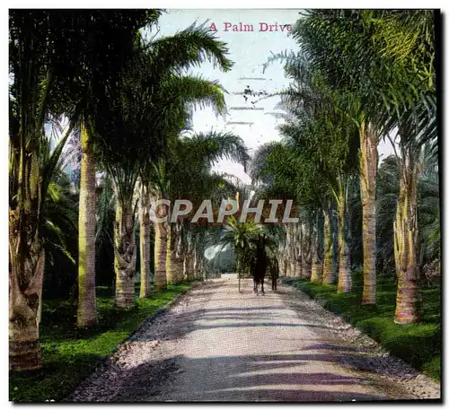 Cartes postales A Palm Drive