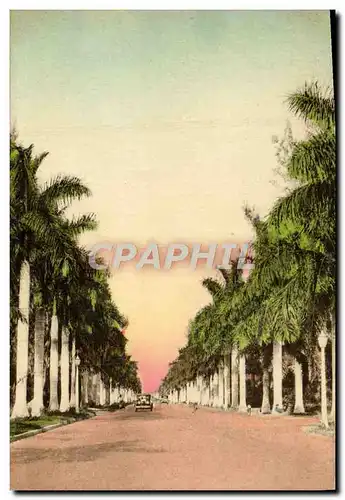 Cartes postales An Aisle Of Royal Palms