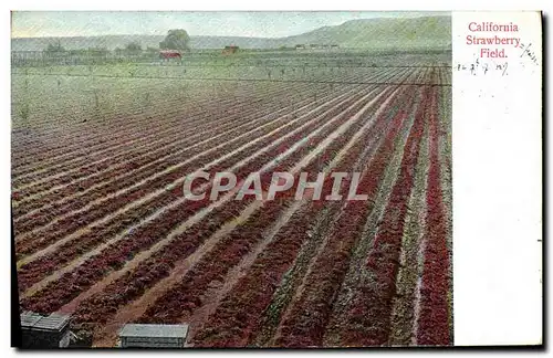 Cartes postales California Strawbery Field