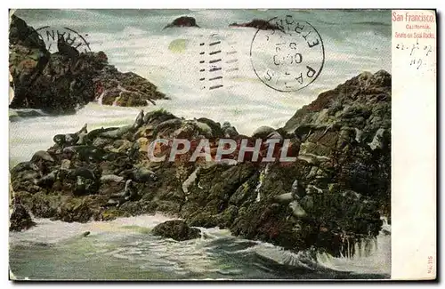 Cartes postales San Francisco California Seals on sea rocks Phoques