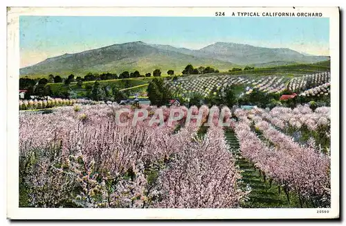 Cartes postales A Typical California Orchard