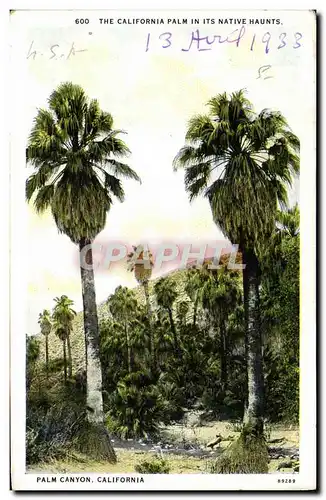 Cartes postales The California Palm Its Native Haunts Palm Canyon California