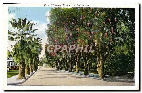 Cartes postales Pepper Trees In California