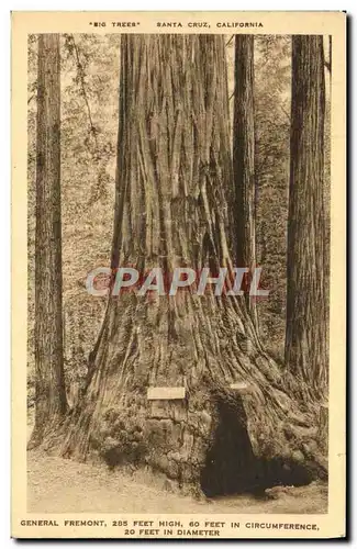 Ansichtskarte AK Santa Cruz California General Fremont 60 Feet High Feet In Circumference 20 Feet In Diameter