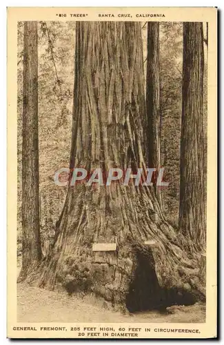Cartes postales Santa Cruz California General Fremont 60 Feet High Feet In Circumference 20 Feet In Diameter