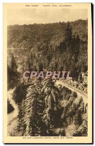 Cartes postales Santa Cruz California On San Lorenzo Drive Near Big Trees