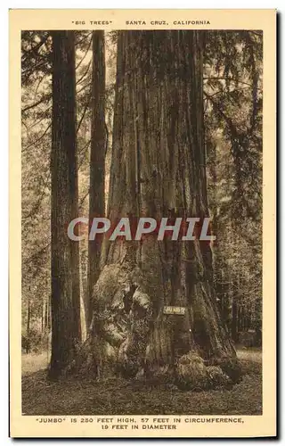 Cartes postales Santa Cruz California 57 Feet High Feet in Circumference