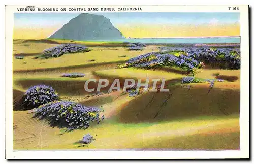 Cartes postales Verbena Blooming On Coastal Sand Dunes California