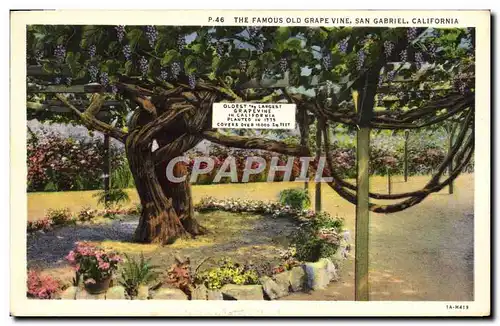 Ansichtskarte AK The Famous Old Grape Vine San Gabriel California