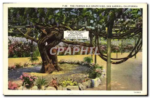 Cartes postales The Famous Old Grape Vine San Gabriel California