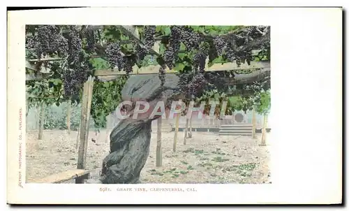 Ansichtskarte AK Grape Vine Carprenteria Cal Vignoble