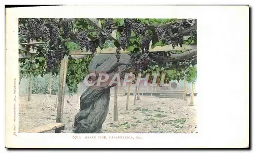 Cartes postales Grape Vine Carprenteria Cal Vignoble