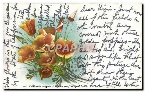 Cartes postales California poppies Copa De Oro Fleurs