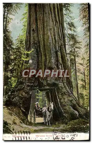 Cartes postales Wawona Mariposa Grove California