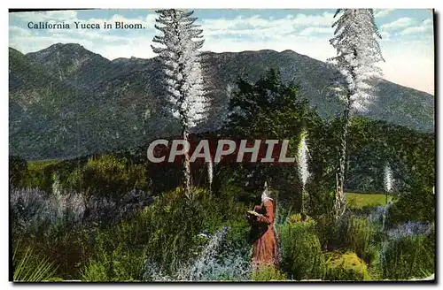 Cartes postales California Yucca n Bloom