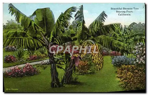 Cartes postales Beautiful Banana Tree Bearing Fruit California