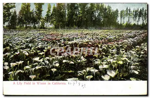 Ansichtskarte AK A Lily Field In winter In California