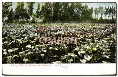 Cartes postales A Lily Field In winter In California
