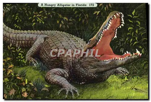 Ansichtskarte AK A Hungry Alligator In Florida Crocodile