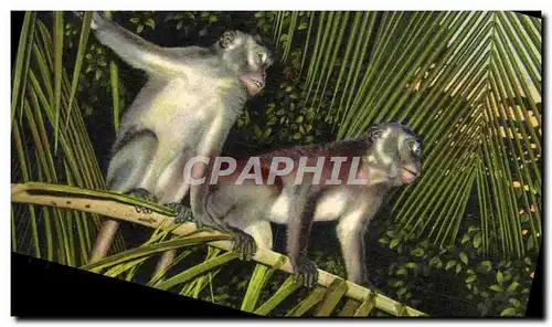 Cartes postales Visit america&#39s Only Monkey Jungle Miles South Of Miami Florida Singes