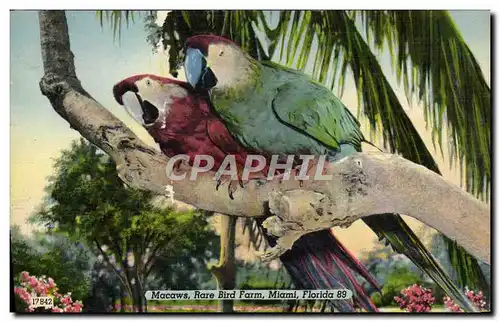 Cartes postales Macaws Rare Bird Miami Florida Perroquets Oiseaux