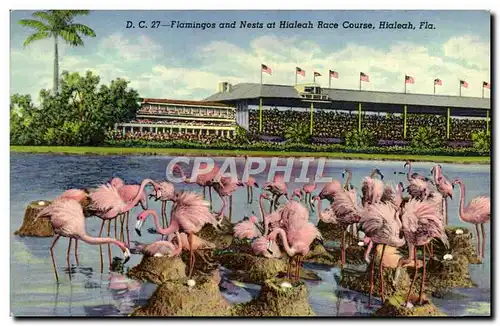 Cartes postales Flamingos And Nests At Hialeah Race Course Hialeah Fla Famants roses Oiseaux