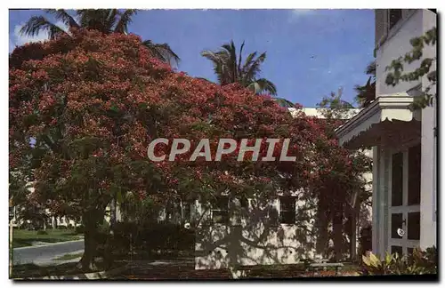 Cartes postales moderne Florida&#39s Royal Poincianna In Bloom