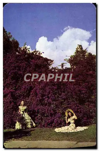 Cartes postales moderne Magnificent Bougainvillea Of Florida