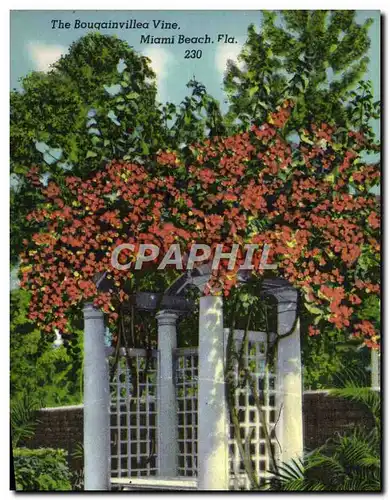 Cartes postales The Bouqainvillea Vine Miami Beach Florida