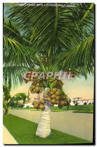 Cartes postales Tree Loaoed With Cocoanuits Florida