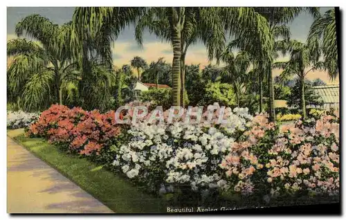 Cartes postales Beautiful Azalea garden and palms in Florida