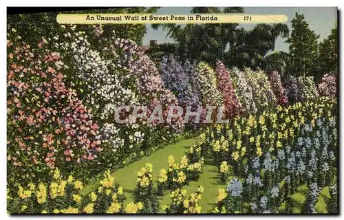 Cartes postales An Unusual Wall Of Sweet Peas In Florida