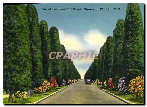 Ansichtskarte AK One Of The Beautiful Scenic Streets In Florida