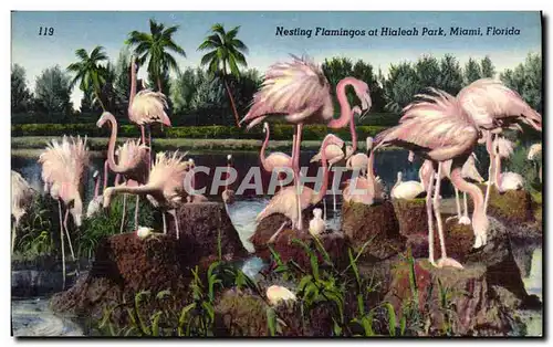 Ansichtskarte AK Nesting Flamings At Hialeah Park Miami Florida Flamants roses Oiseaux