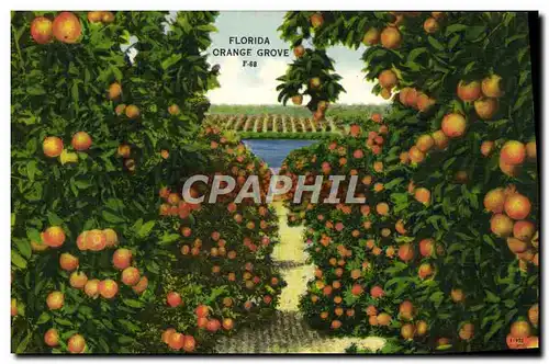 Cartes postales Florida Orange Grove