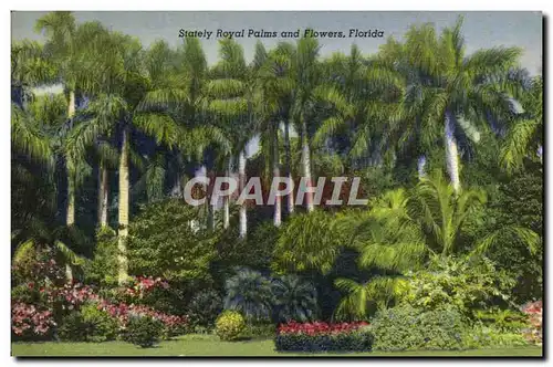 Cartes postales Stately Royal Palms And Flowers Florida