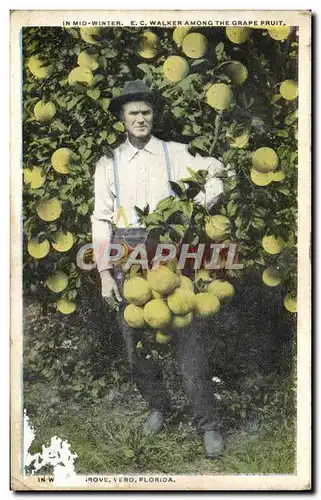 Cartes postales In Midi Winter E C Walker Among The Grape Fruit Vero Florida