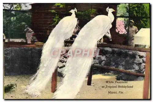 Cartes postales White Pracoks At Tropical Hobbyland Miami Fla Zoo