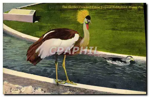 Ansichtskarte AK The Golden Crowned Crane Tropical Hobbyland Miami Fla