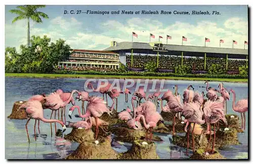Ansichtskarte AK Flamingos And Nests At Hialeah Race Course Hialeah Fla
