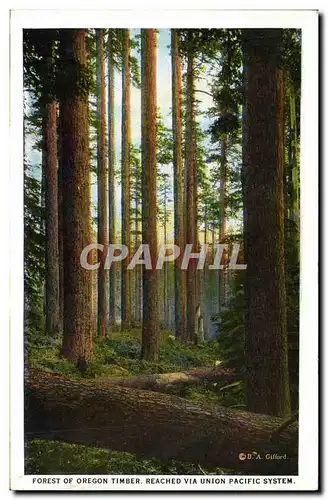 Cartes postales Forest Of Oregon Timber Reached Via Union Pacific System