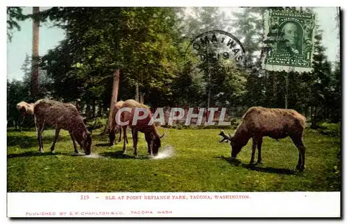 Ansichtskarte AK Elk At Point Defiance Park Tacoma Washington